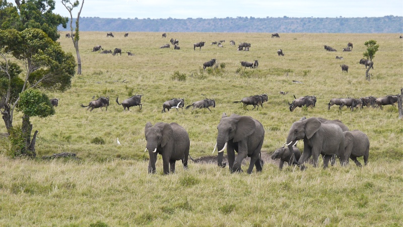 Elephants of the Mara and Meru, Dec. 2012 P1050310