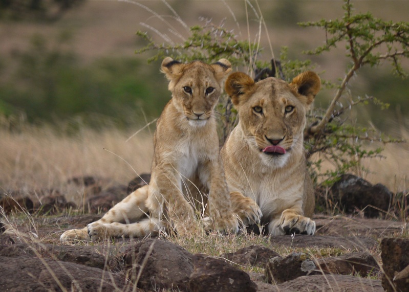 The lion cub and her big sister!! Mara North Conservancy, Kenya, Dec. 2012 P1050411