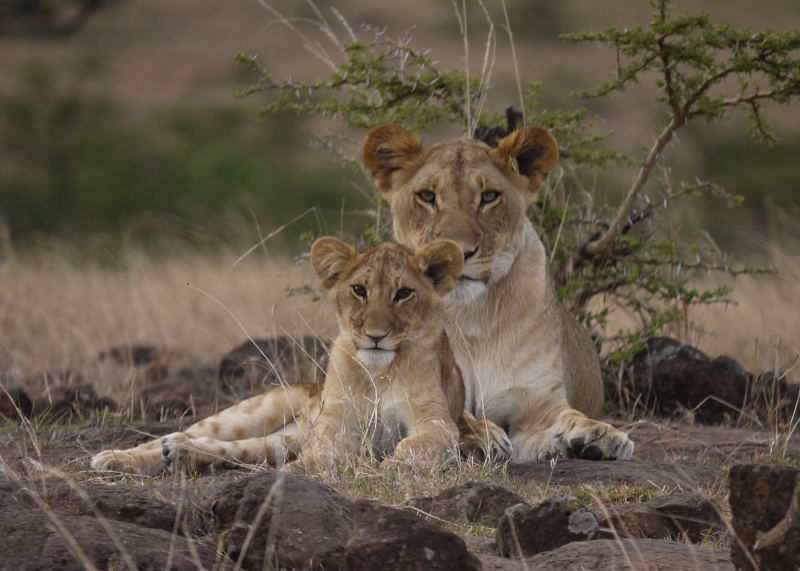 The lion cub and her big sister!! Mara North Conservancy, Kenya, Dec. 2012 P1050412