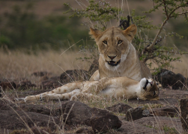 The lion cub and her big sister!! Mara North Conservancy, Kenya, Dec. 2012 P1050515