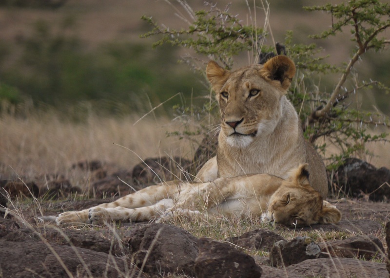 The lion cub and her big sister!! Mara North Conservancy, Kenya, Dec. 2012 P1050517