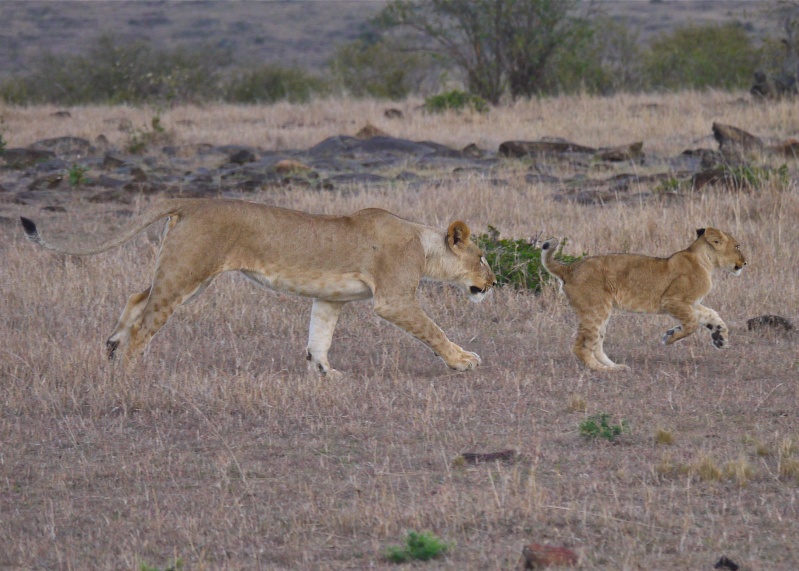 The lion cub and her big sister!! Mara North Conservancy, Kenya, Dec. 2012 P1050519