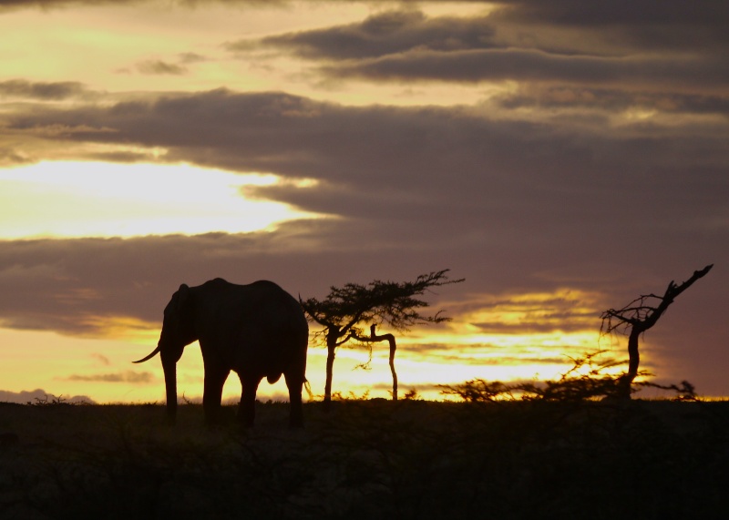 Elephants of the Mara and Meru, Dec. 2012 P1050520