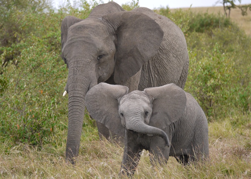 Elephants of the Mara and Meru, Dec. 2012 P1050610
