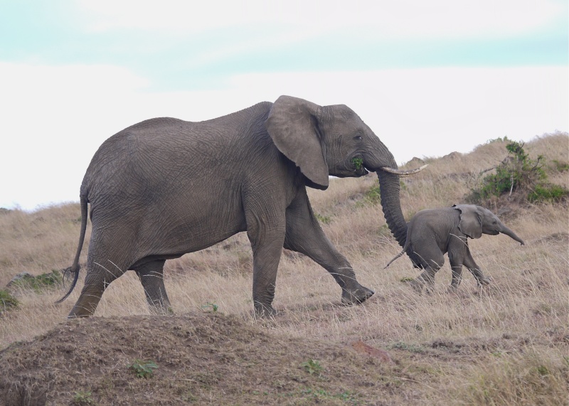 Elephants of the Mara and Meru, Dec. 2012 P1050611