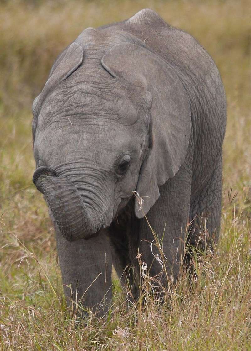 Elephants of the Mara and Meru, Dec. 2012 P1050612