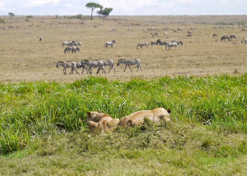 The Marsh Pride, Dec.2012, Masai Mara Kenya P1060010