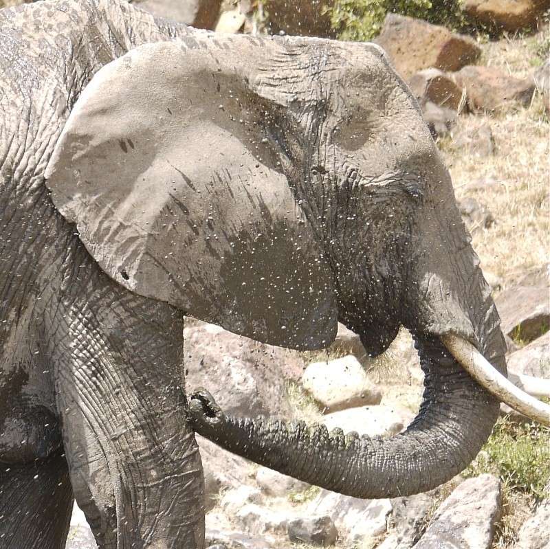 Elephants of the Mara and Meru, Dec. 2012 P1060112