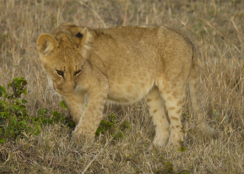 The lion cub and her big sister!! Mara North Conservancy, Kenya, Dec. 2012 P1060710