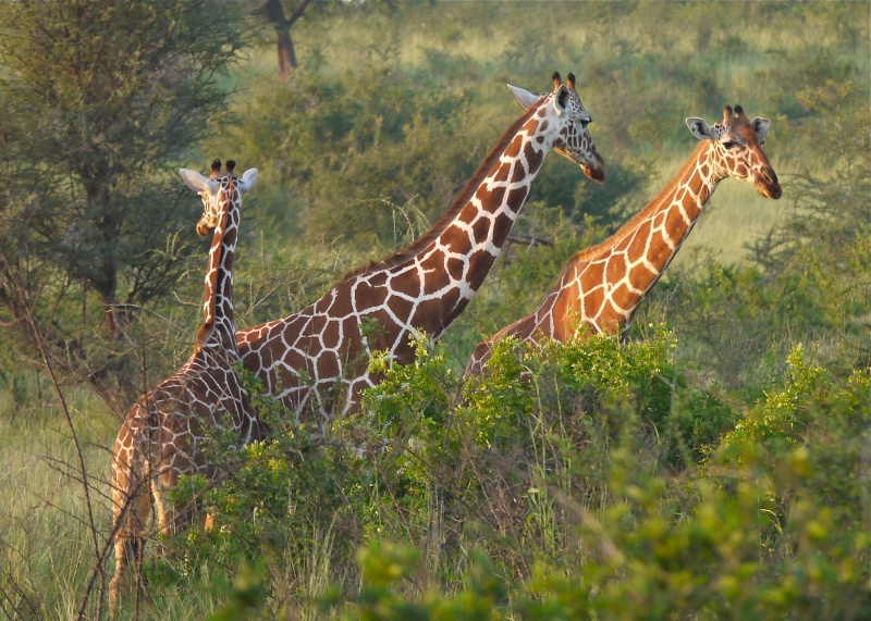 Zebras and Giraffes, Meru National Park, Kenya Dec. 2012 P1070111