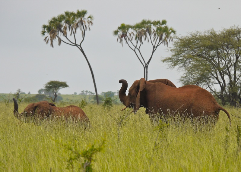 Elephants of the Mara and Meru, Dec. 2012 P1070112