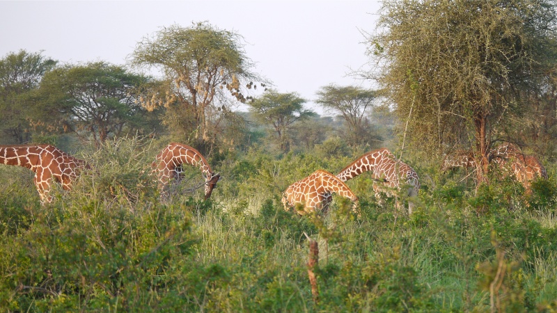 Zebras and Giraffes, Meru National Park, Kenya Dec. 2012 P1070312