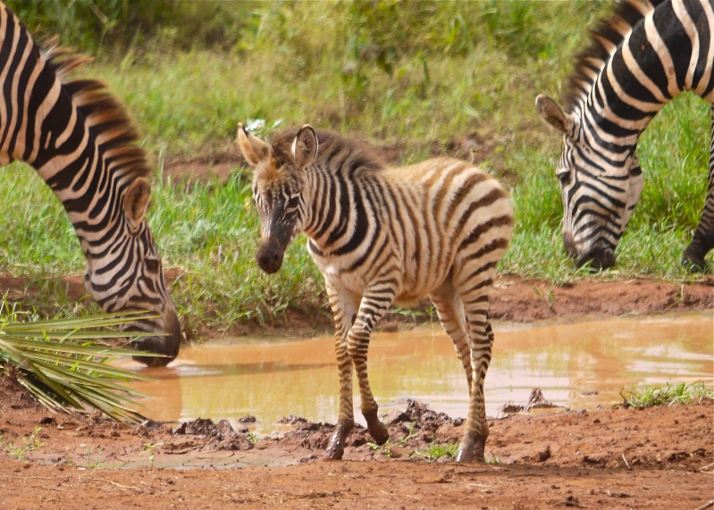 Zebras and Giraffes, Meru National Park, Kenya Dec. 2012 P1070412