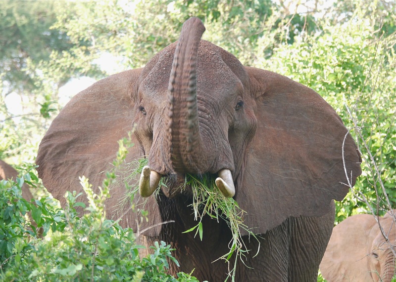 Elephants of the Mara and Meru, Dec. 2012 P1080011