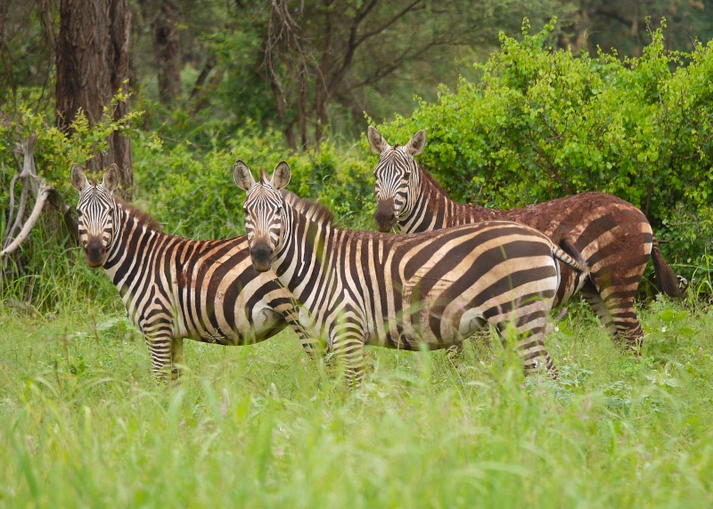 Zebras and Giraffes, Meru National Park, Kenya Dec. 2012 P1080210