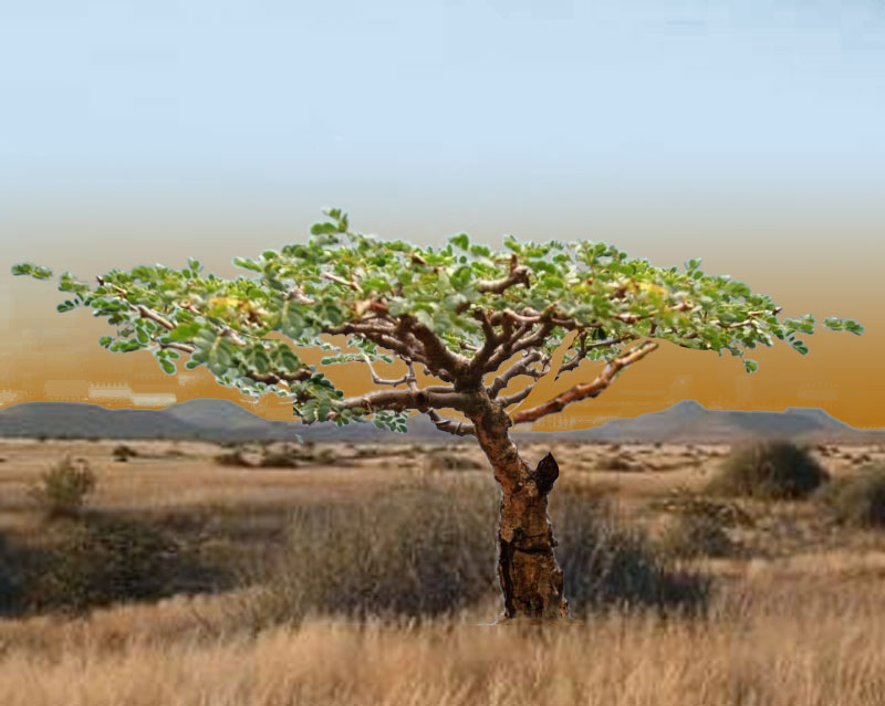 Acacia burkei, Pierneef Style Acacia10