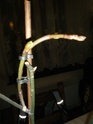 Le seul "grand" phalaenopsis que j'ai (pour l'instant) - Page 2 2012_115