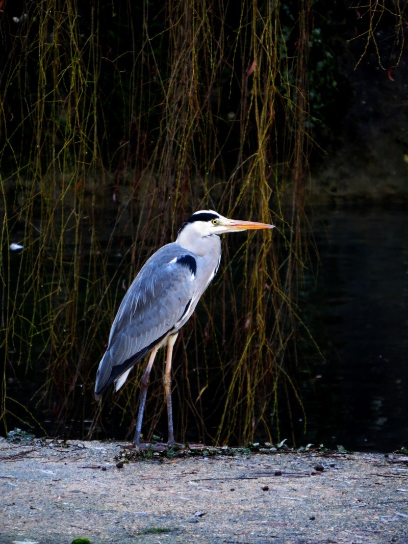 [PHOTOGRAPHIE] Galerie de Chris - Page 4 Img_4024