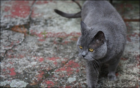 Chartreux – Churchill ♂ Chartr10