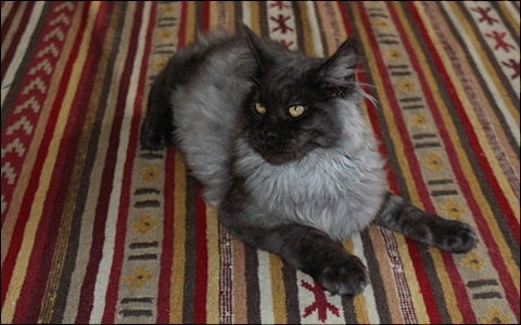 Maine Coon – Fluffy ♀ Mainec10