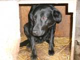 LAB SUR NIORT MAIS ADOPTABLE PARTOUT URGENT Lab00210