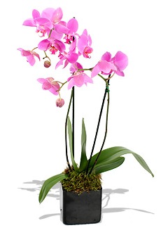 Орхидея в доме - содержание и уход 118