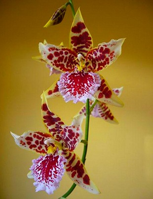Орхидея в доме - содержание и уход 216