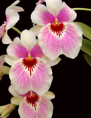 Орхидея в доме - содержание и уход 317