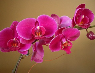 Орхидея в доме - содержание и уход 416