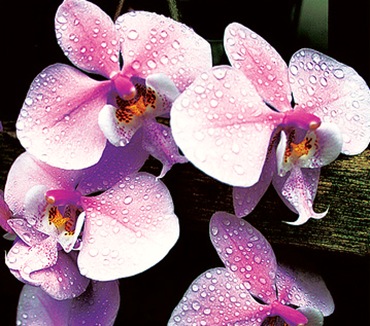 Орхидея в доме - содержание и уход 613