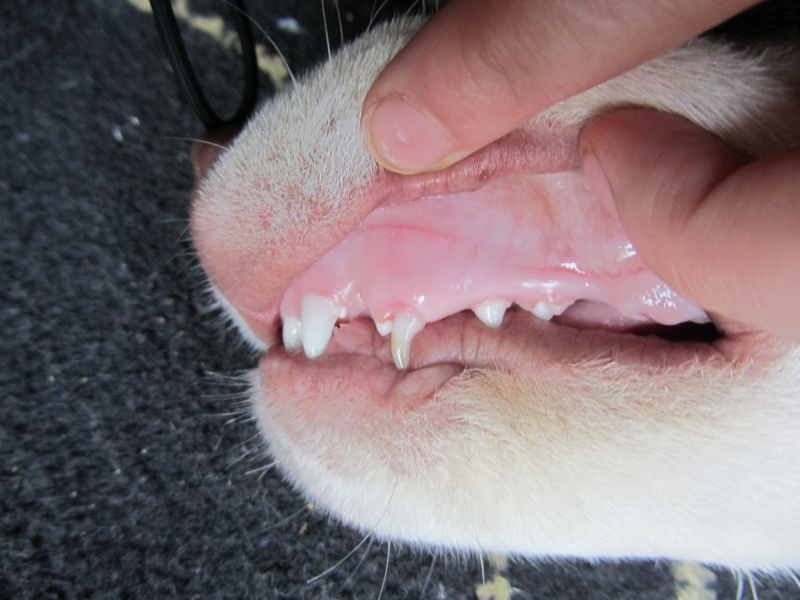 Sayas teeth? new canines? Img_0114