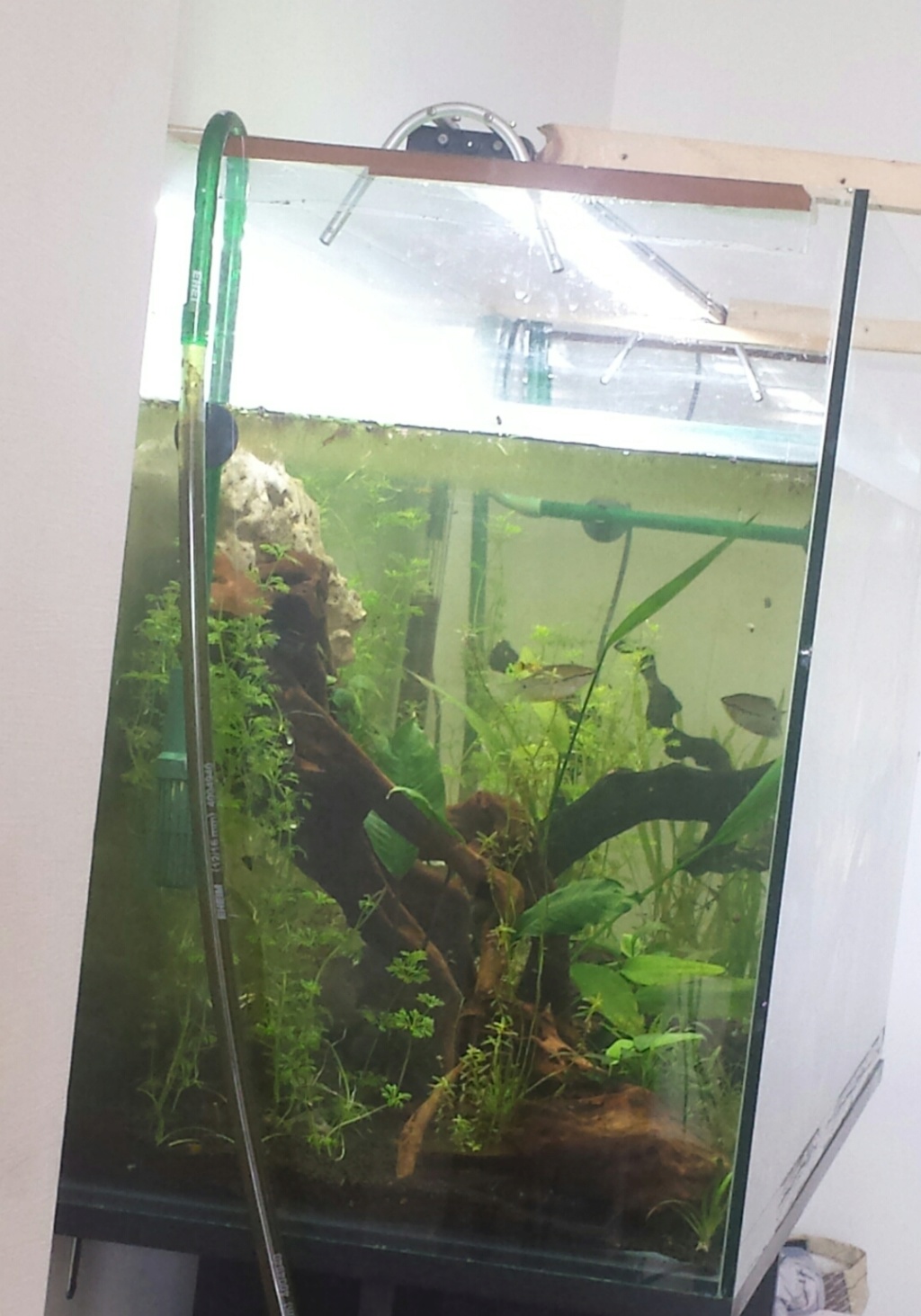 Couple de gouramis perlés très peureux 20190810