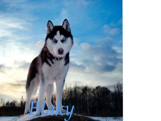 Blaky ~ Tyrell's Hund Jacobs10