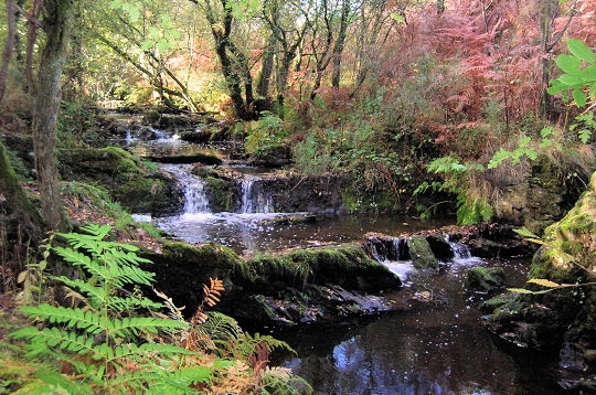 AU COEUR DE LA FORET DE BROCELIANDE  La-cas10