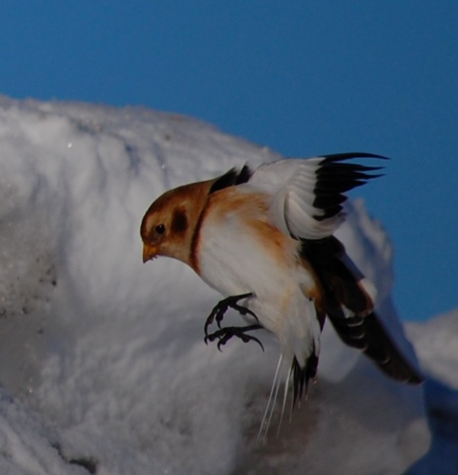 Plectrophanes des neiges et un "lifer! Dsc_0412