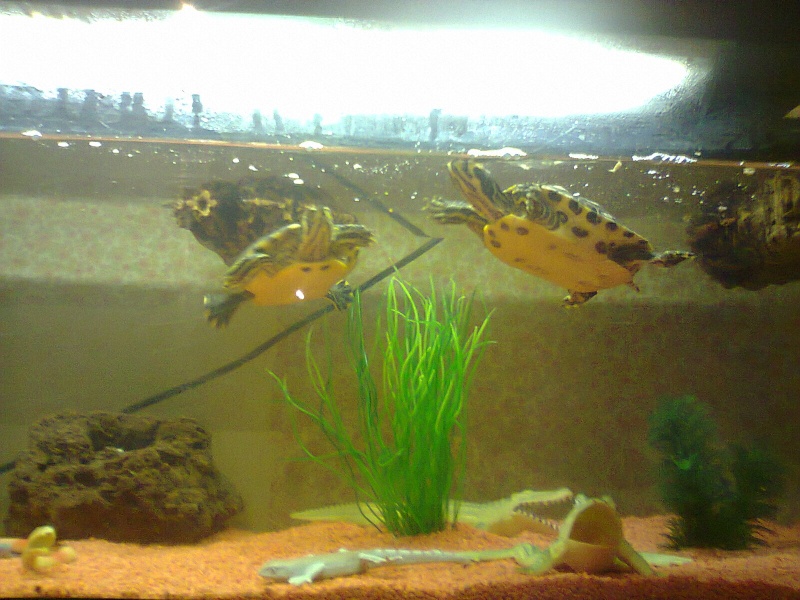 enfin mon aquarium Photo131
