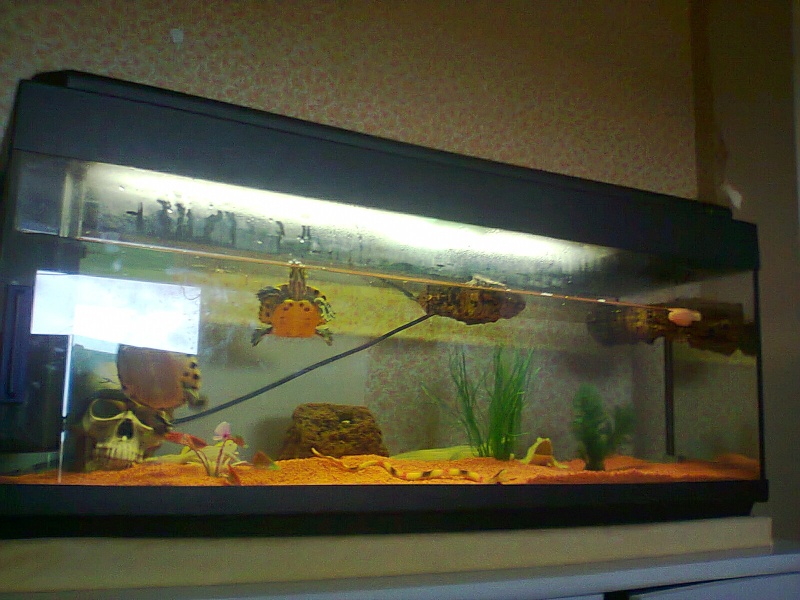 enfin mon aquarium Photo132