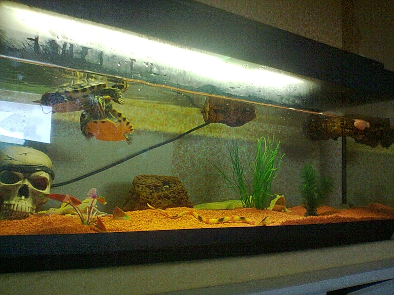 enfin mon aquarium Photo134