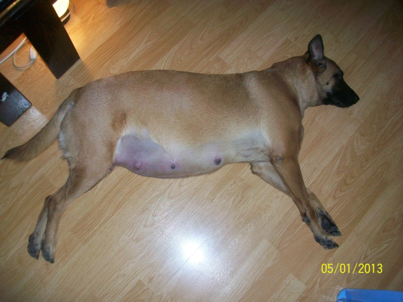 Ma chienne en gestation a des pertes gluante rouge un peu rose - Page 2 Pictur26