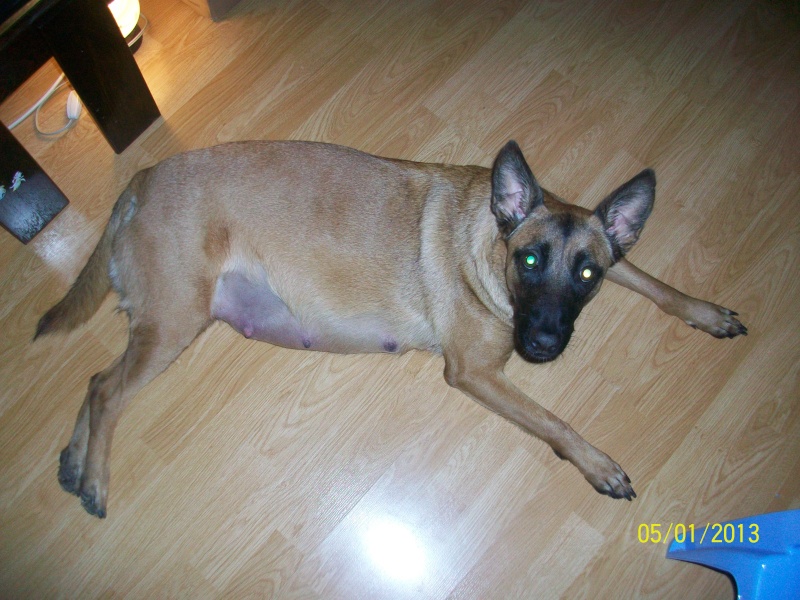 Ma Malinois d'amour  - Page 2 Pictur27