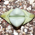 Argyroderma Argyro10