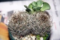 Mystery cactus & Titanopsis - please help id Myster16