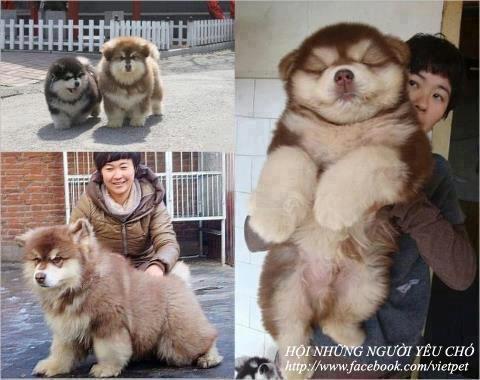 Startling Husky Chow cross Tumblr10