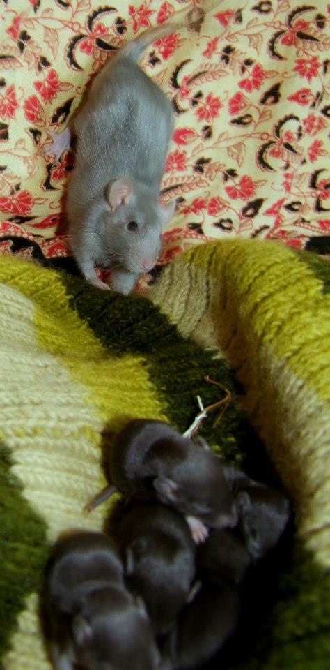 2 rats mâles nés le 28/10/2012 31903810