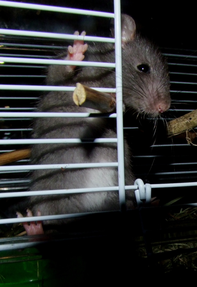 2 rats mâles nés le 28/10/2012 Dscf2210