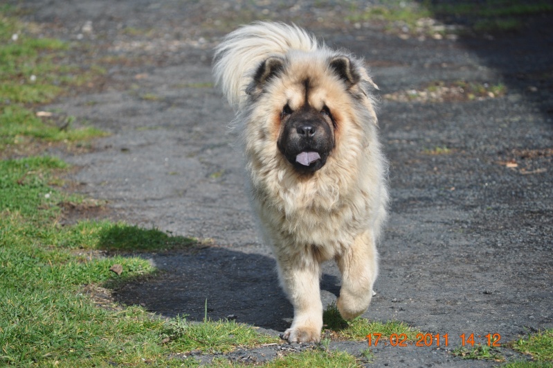 Caramelle : Chow-chow Dsc_0511