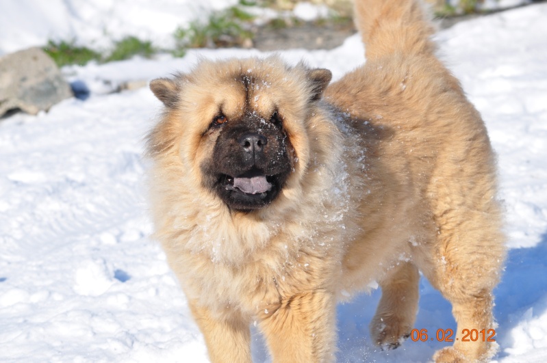 Caramelle : Chow-chow Dsc_0614