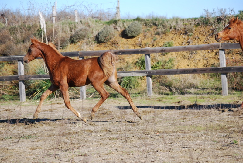 Avendre Eros d'Alka Dsc_0019