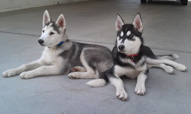 Classic Photos Of Your Huskies - Page 3 100med12