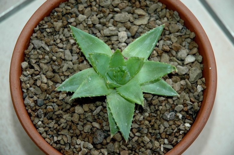 Aloe polyphylla Aloe_p10